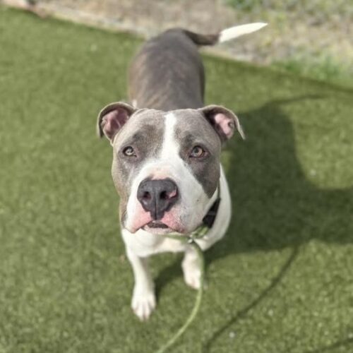 Smoke, an adoptable Pit Bull Terrier, Akbash in Sanford, NC, 27331 | Photo Image 6
