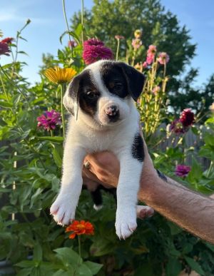 Sunkist, Baby Male unknown