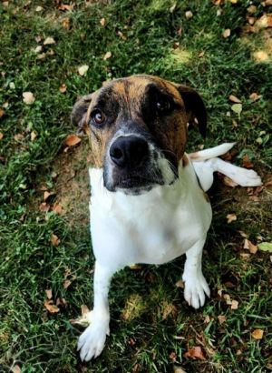 Raz Mixed Breed Dog