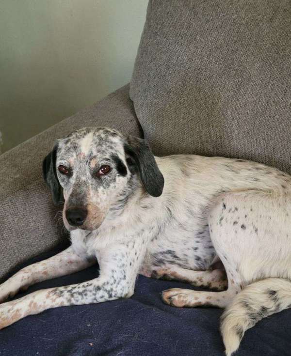 Josie 43927, an adoptable Australian Cattle Dog / Blue Heeler in Pocatello, ID, 83205 | Photo Image 1