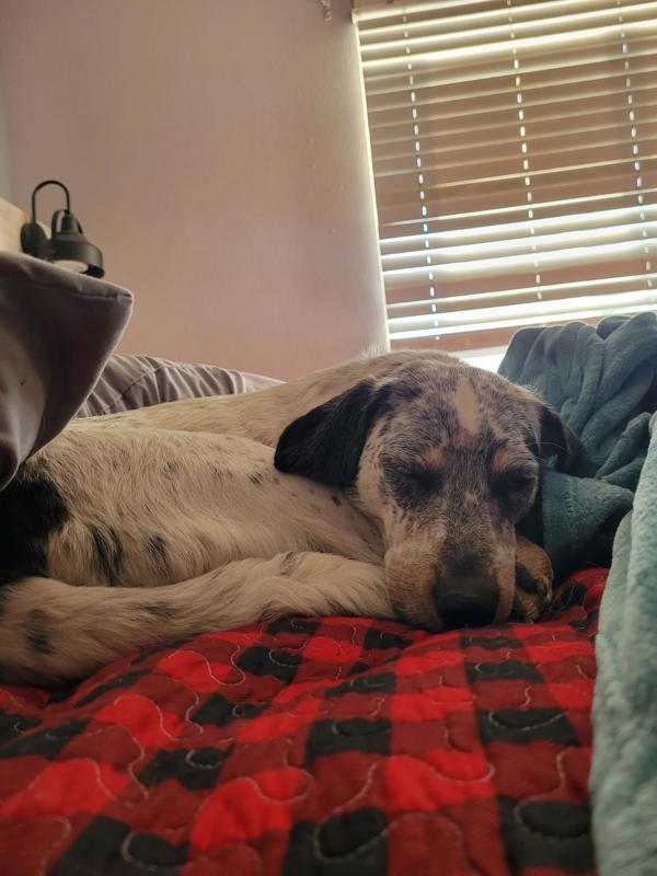 Josie 43927, an adoptable Australian Cattle Dog / Blue Heeler in Pocatello, ID, 83205 | Photo Image 2