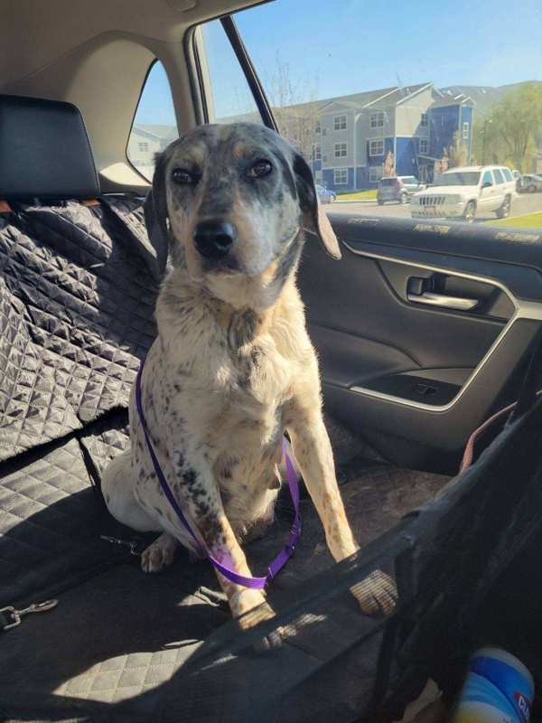 Josie 43927, an adoptable Australian Cattle Dog / Blue Heeler in Pocatello, ID, 83205 | Photo Image 4