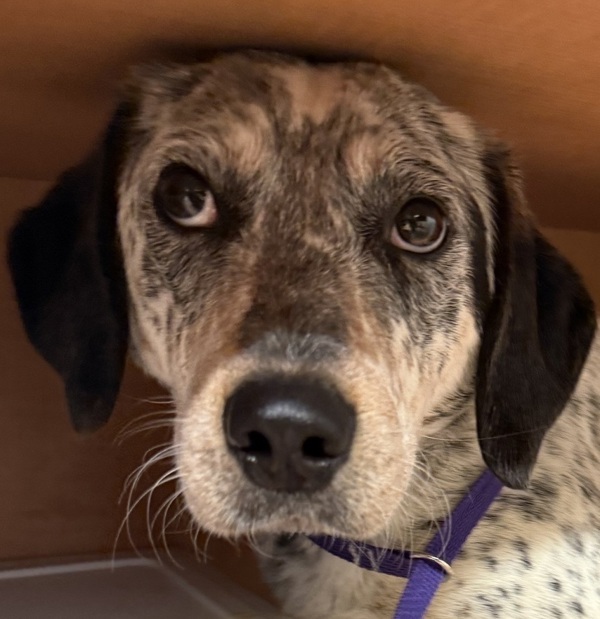 Josie 43927, an adoptable Australian Cattle Dog / Blue Heeler in Pocatello, ID, 83205 | Photo Image 6
