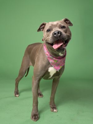 PUMA Pit Bull Terrier Dog