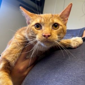 PB Domestic Short Hair Cat