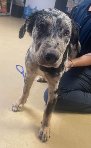 Baby Catahoula Leopard Dog Dog