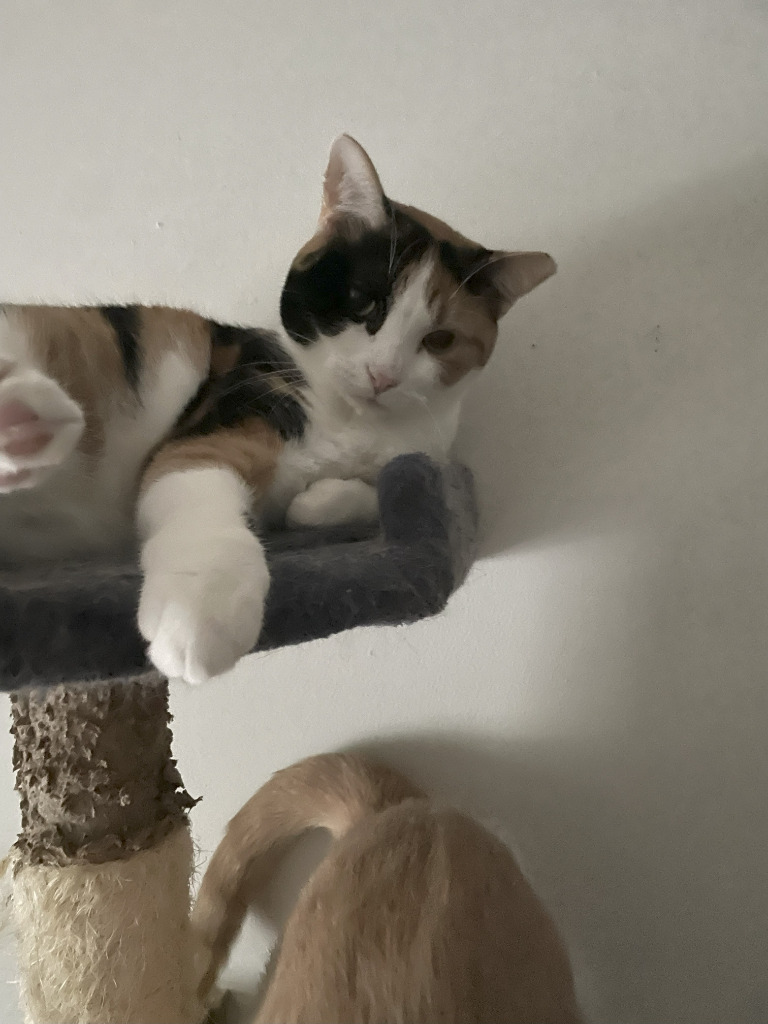 Scarlett, an adoptable Domestic Short Hair in St. Cloud, MN, 56301 | Photo Image 1