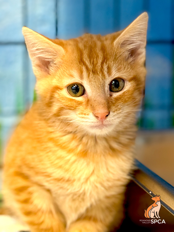 Marigold thumbnail 4