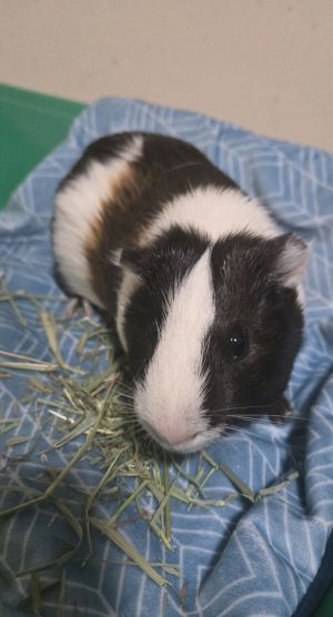 Daddy Pig, Young Male unknown