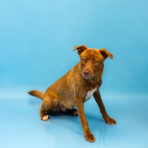 Primary Color Brown Weight 385lbs Age 2yrs 0mths 1wks Animal has been Spayed