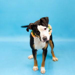 Pen 161 Beanie Pit Bull Terrier Dog