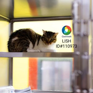 Pen 16 Lish Domestic Short Hair Cat
