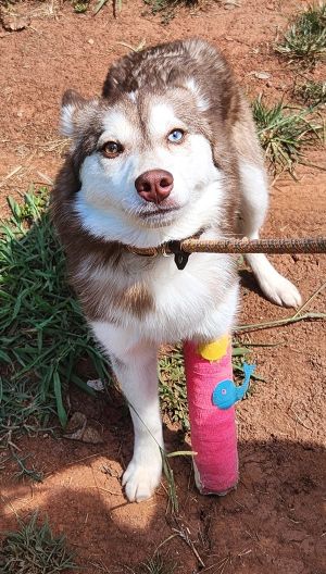 Dh2 Zilo Siberian Husky Dog