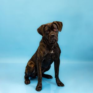 Primary Color Black Brindle Secondary Color Brindle Weight 80lbs Age 2yrs 0mths 1wks Animal has 