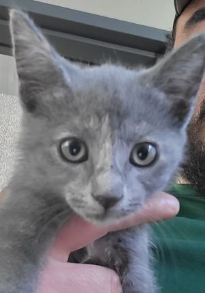 Nf 1 Domestic Short Hair Cat