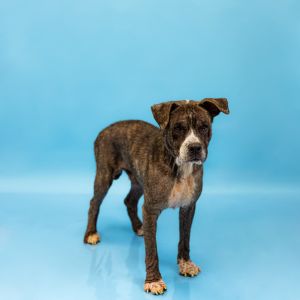 Pen 148c Brick Pit Bull Terrier Dog