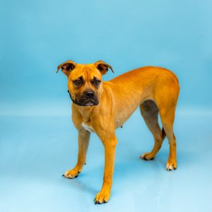Pen 172c Stacy Boxer Dog