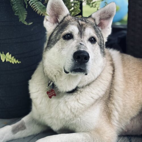 Keylow, an adoptable Husky, Mixed Breed in Sunderland, ON, L0C 1H0 | Photo Image 2