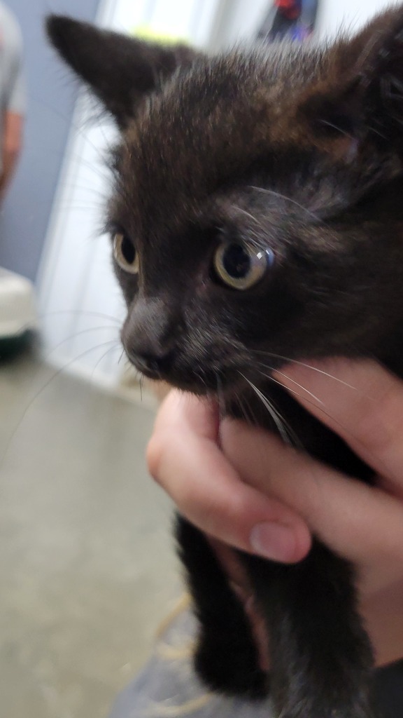 Hershey, an adoptable Domestic Short Hair in Virginia, MN, 55792 | Photo Image 1