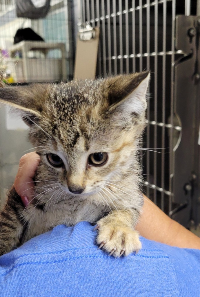 Hailey, an adoptable Domestic Short Hair in Virginia, MN, 55792 | Photo Image 1
