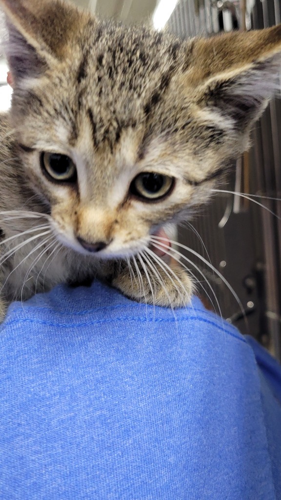 Henry, an adoptable Domestic Short Hair in Virginia, MN, 55792 | Photo Image 1