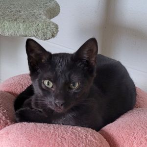 Cruze Bombay Cat
