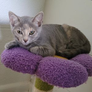 Jeri is a beautiful dilute torbie She is shy and prefers to observe before she jumps into playing 