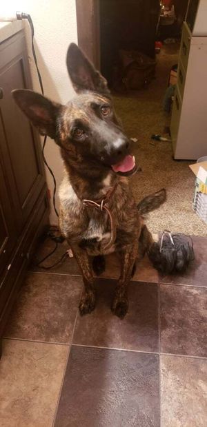Duchess - located in Illinois