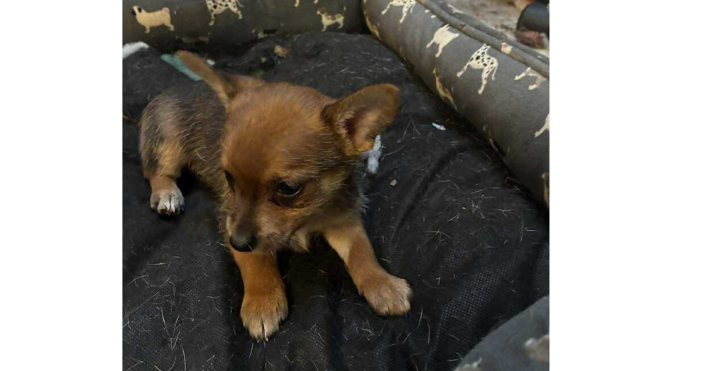 Alexandria Puppies: Glenn