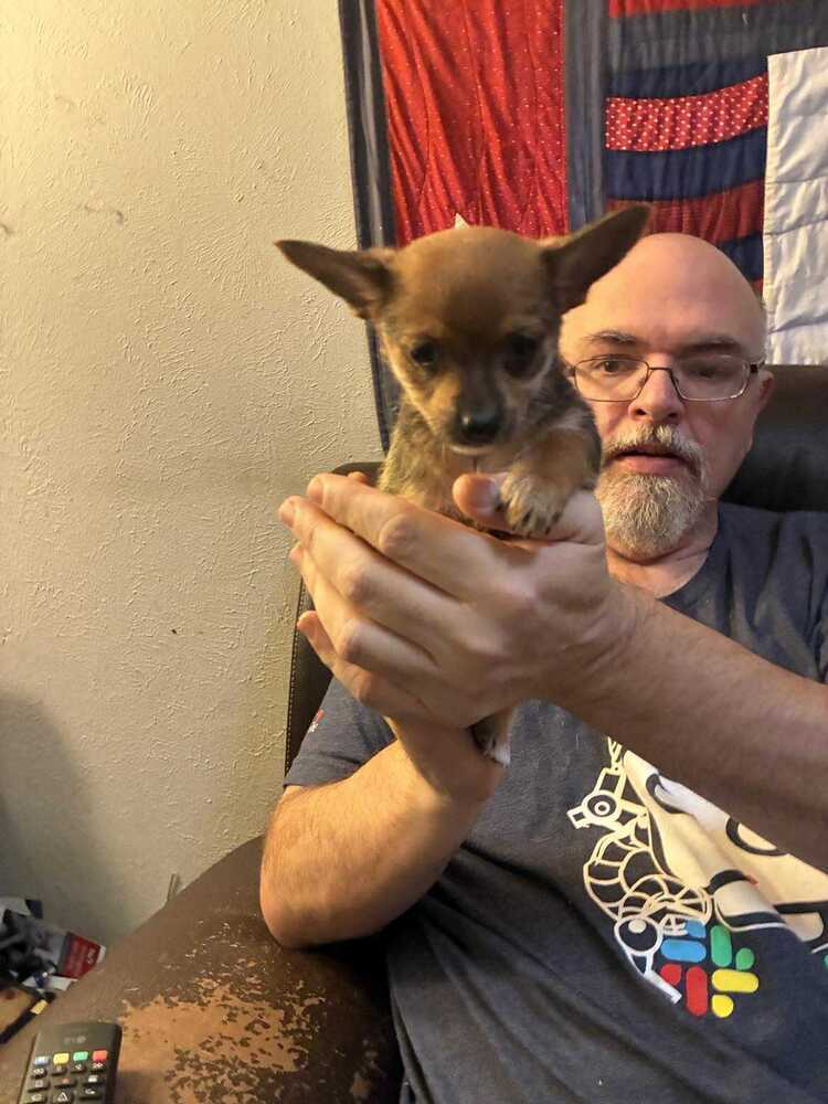 Alexandria Puppies: Glenn