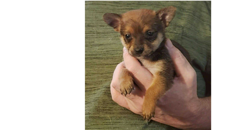 Alexandria Puppies: Glenn