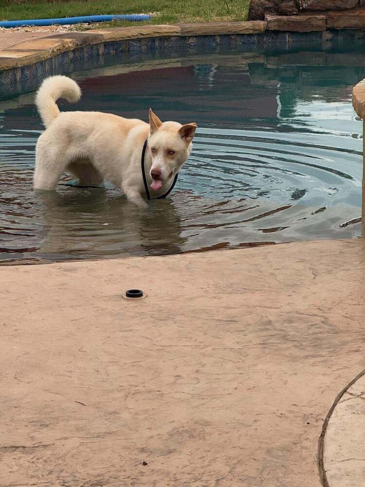 Balto PKA Roy
