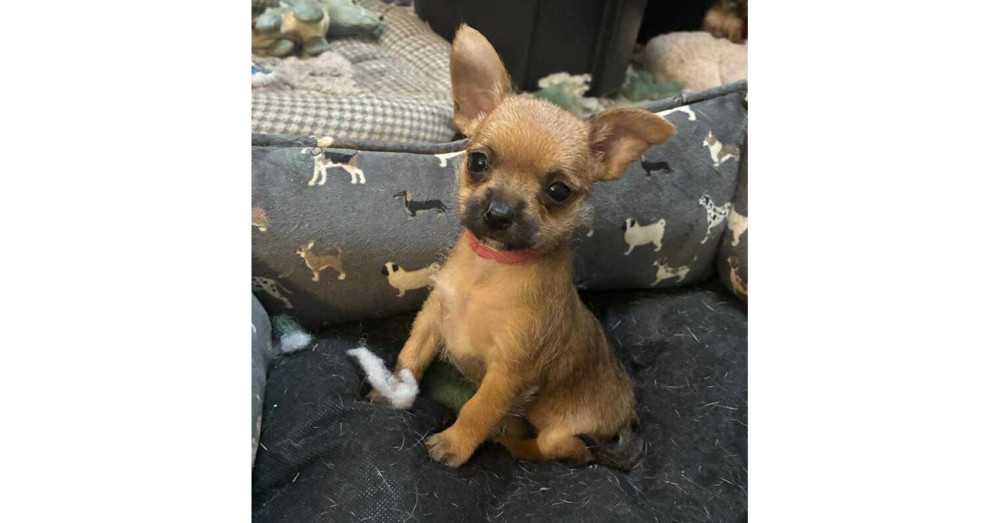 Alexandria Puppies: Judith