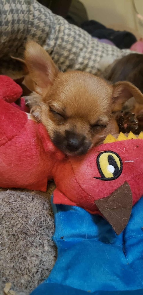 Alexandria Puppies: Judith
