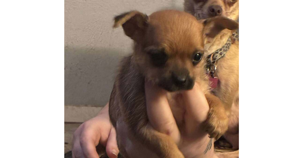 Alexandria Puppies: Judith