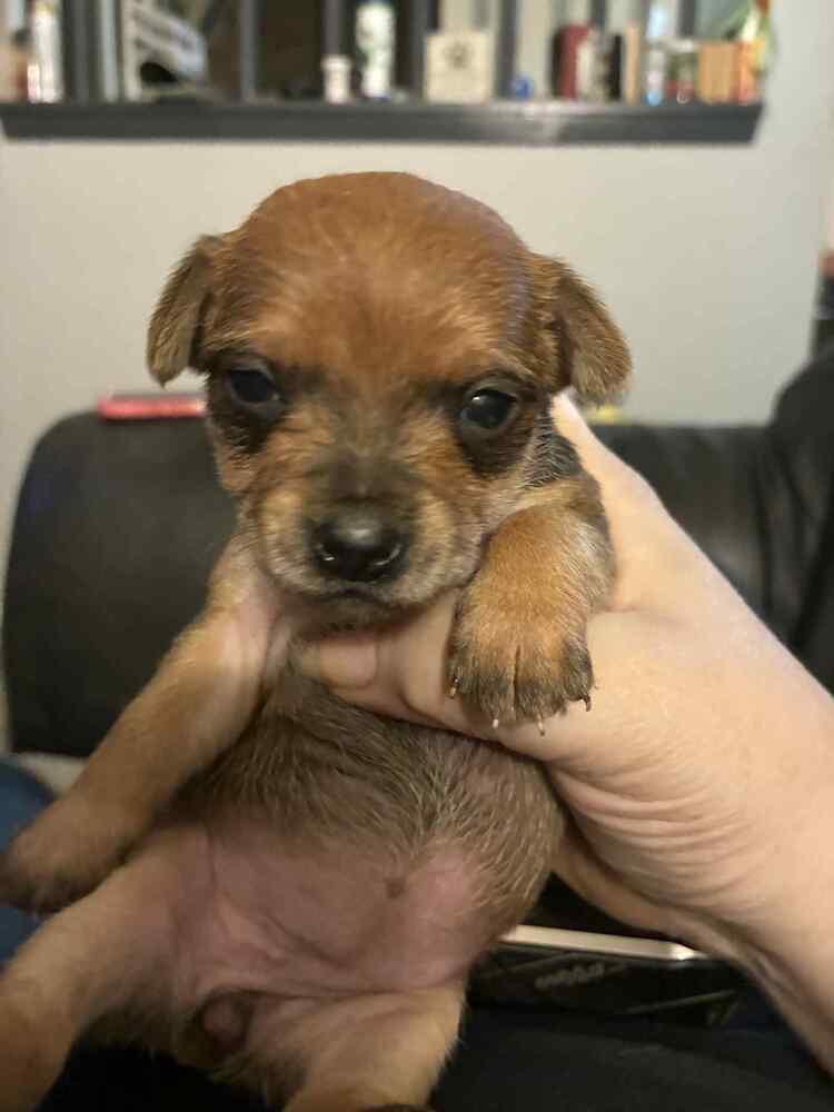 Alexandria Puppies: Judith