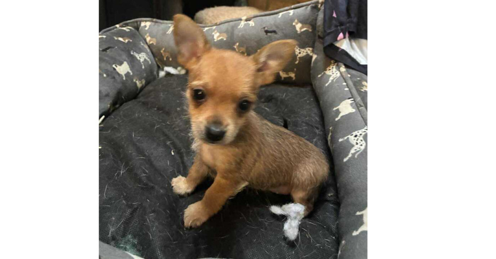 Alexandria Puppies: Carol