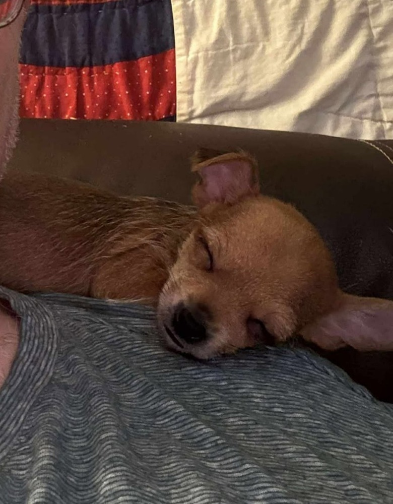Alexandria Puppies: Carol
