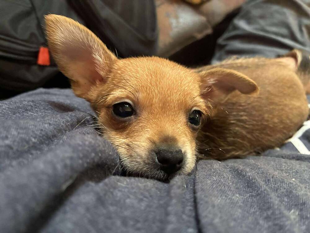Alexandria Puppies: Carol