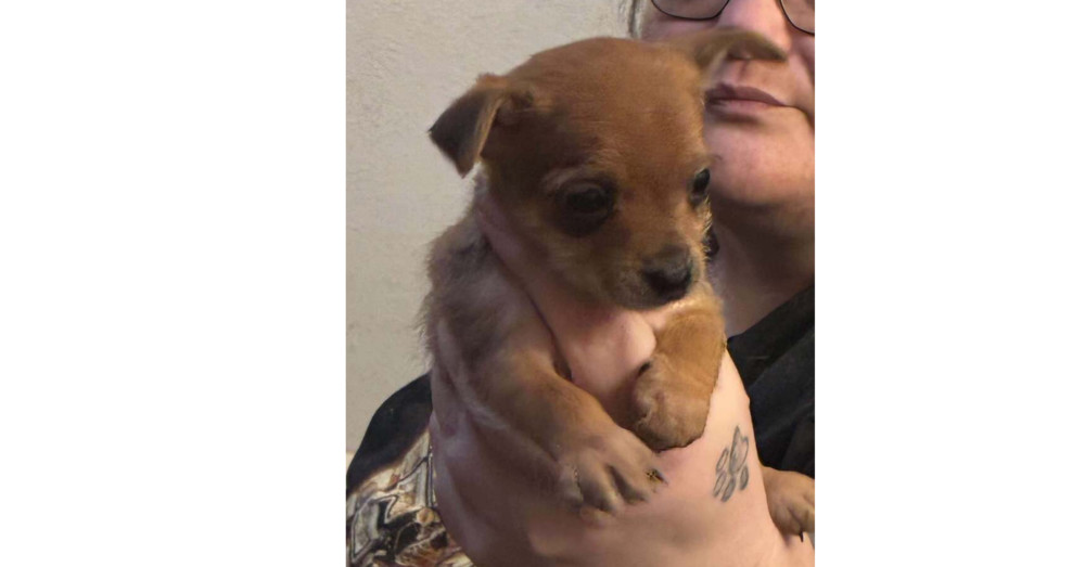 Alexandria Puppies: Carol