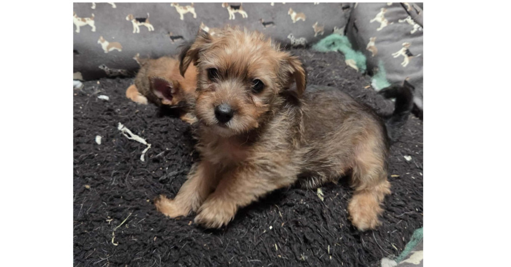 Alexandria Puppies: Abraham