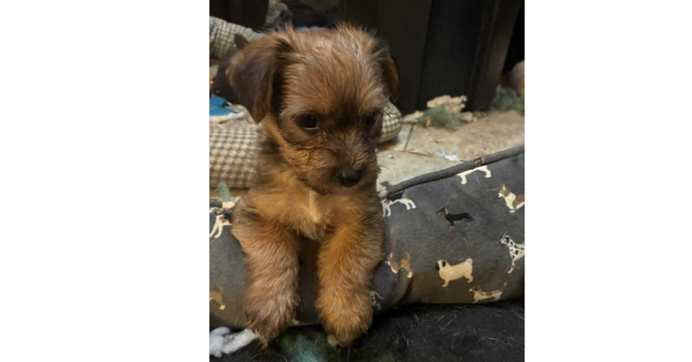 Alexandria Puppies: Abraham