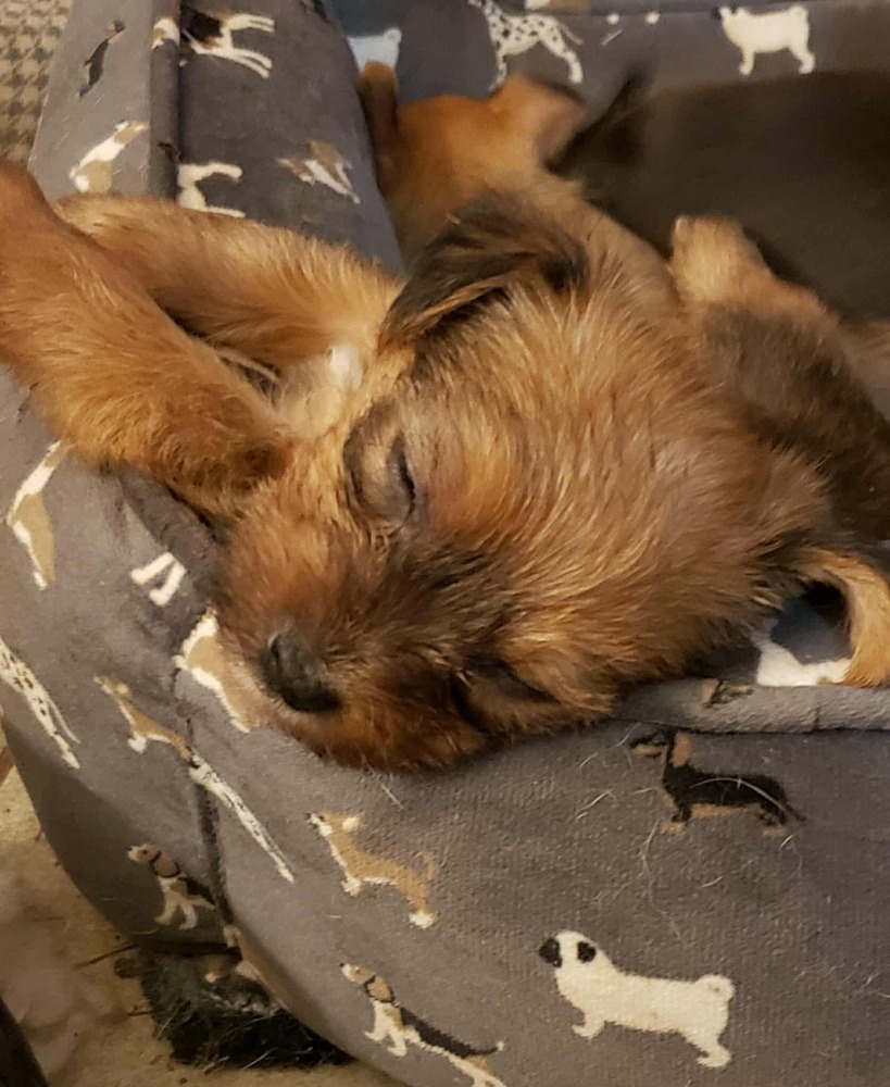 Alexandria Puppies: Abraham