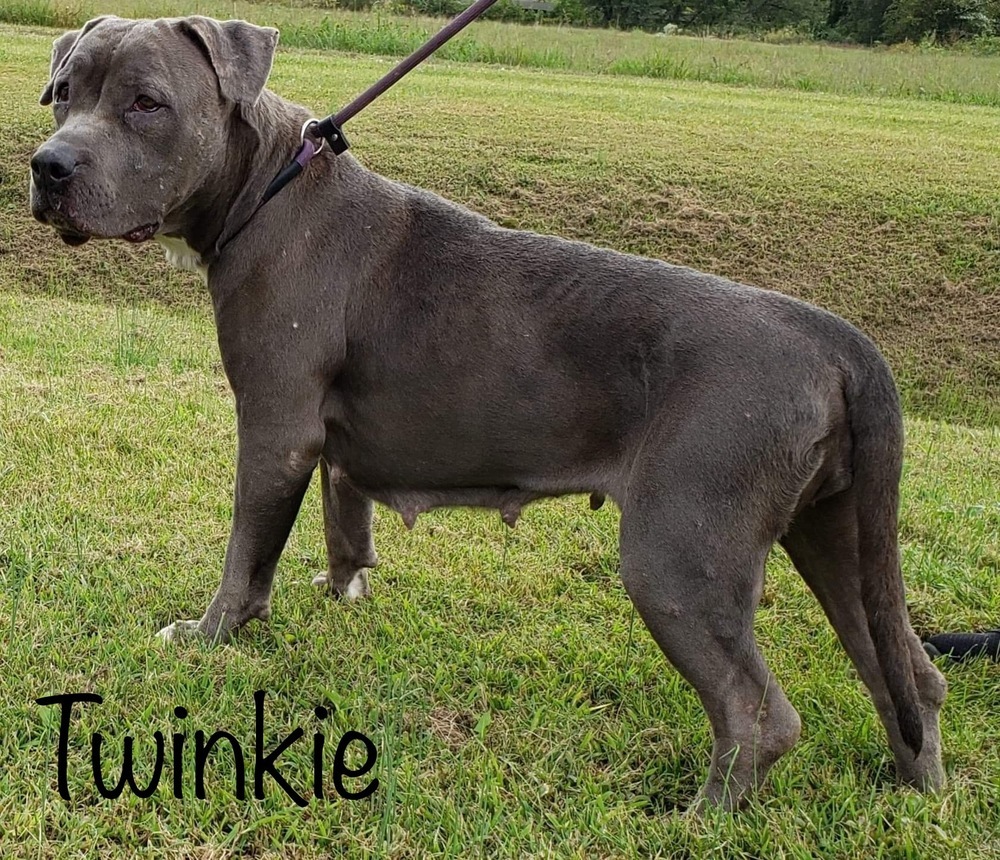 Twinkie