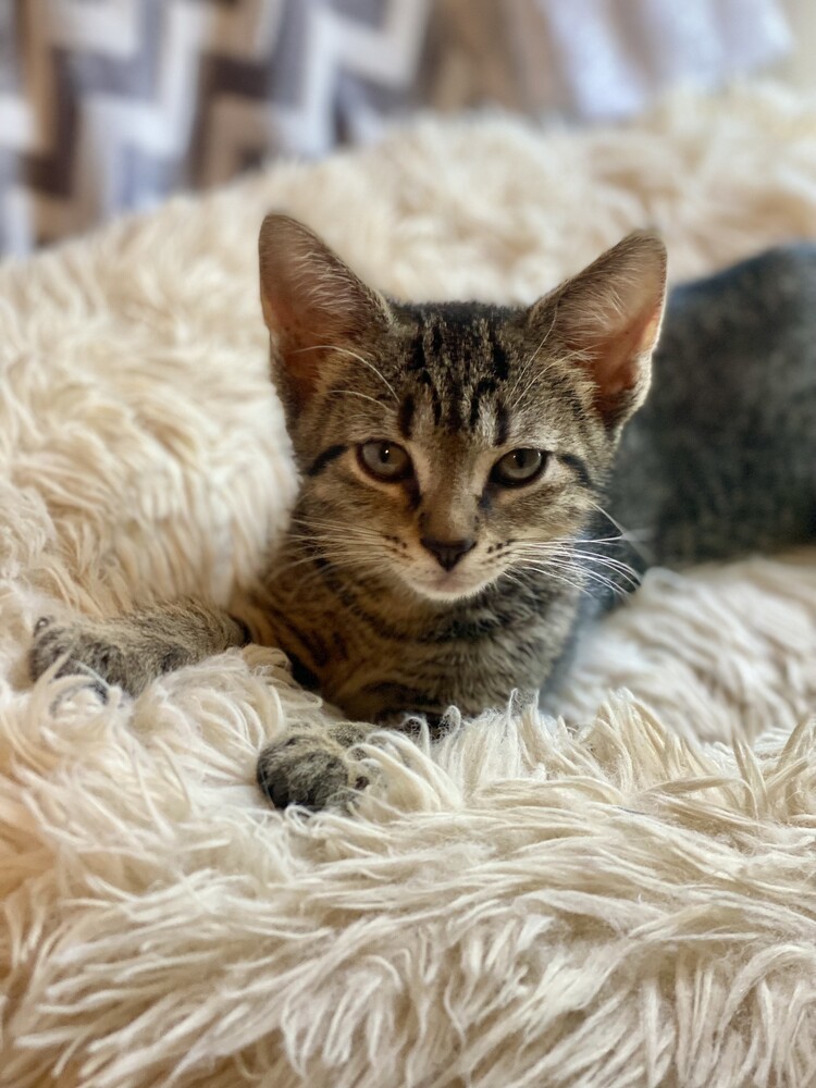 Belle