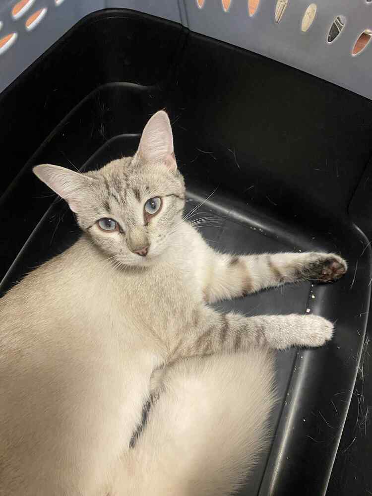 Artemis