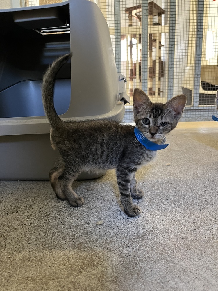Micah
