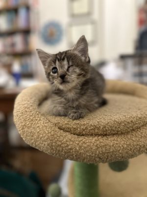 Chip (aka One Chocolate Chip Cookie) Domestic Short Hair Cat