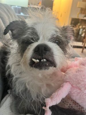 Benny Shih Tzu Dog
