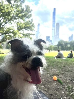 On a scorching summer day just after the Fourth of July a senior dog was surrendered at the Bushwi